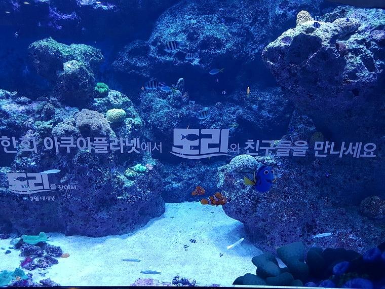 제주도 아쿠아플래닛 계단랩핑, 수족관 랩핑
